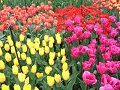 Keukenhof